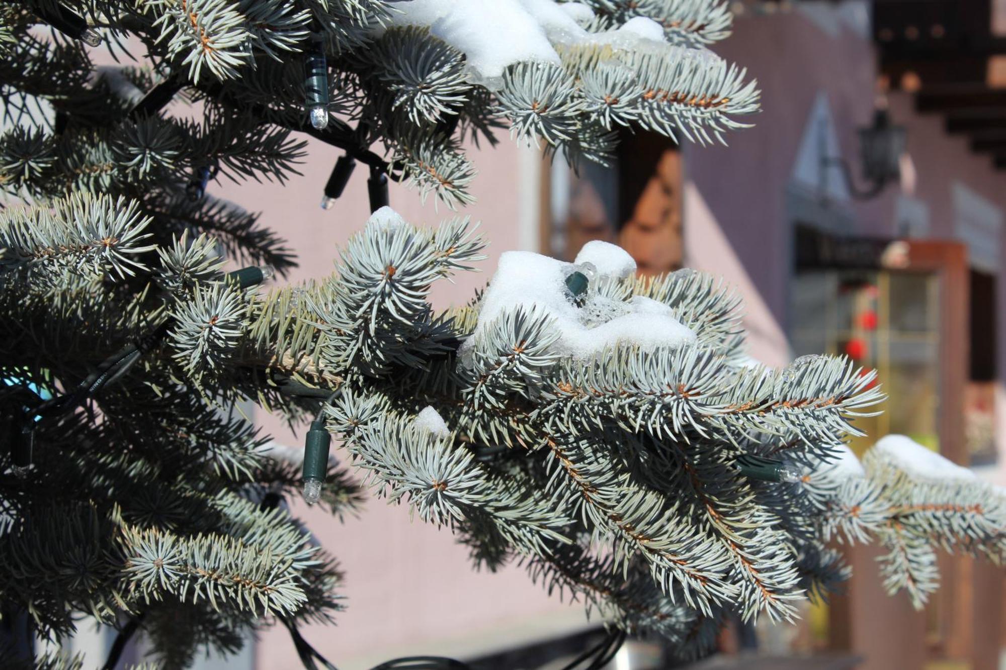 Garni Oasi Hotel Livigno Eksteriør billede